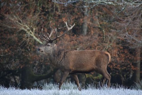 A red deer stag with a full spread of antlers stands side-on among bare autumn trees and russet bracken.